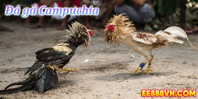 Đá gà Campuchia là một hình thức giải trí phổ biến và được ưa thích bởi nhiều người dân tại đất nước này