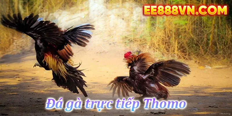 Đá gà trực tiếp Thomo – Trò chơi giải trí hấp dẫn và đầy kịch tính