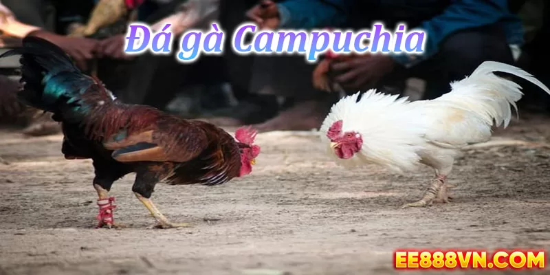 Luật chơi và các mẹo đặt cược đá gà Campuchia