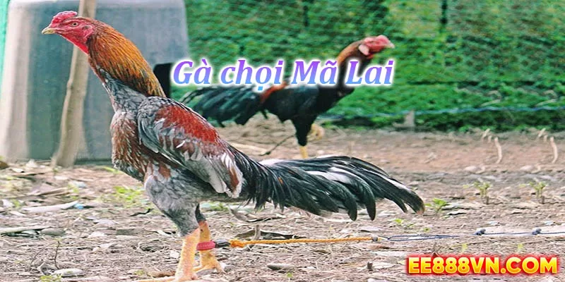 Cách chăm sóc gà chọi Mã Lai